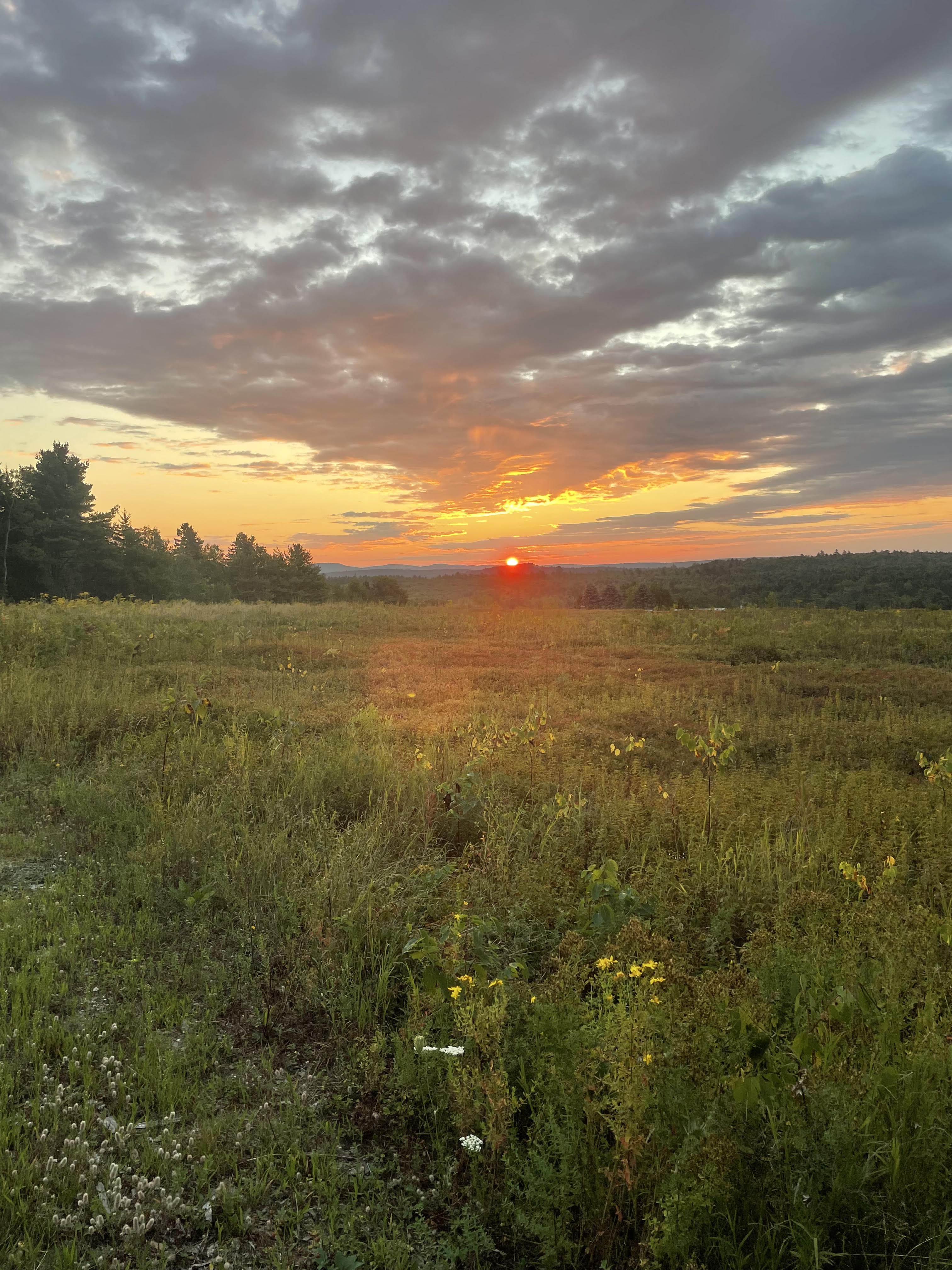 Blueberry barrens near the future micro resort